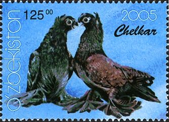 Chelkar (Columba livia forma domestica)
