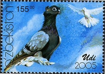 Udi (Columba livia forma domestica)
