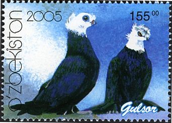 Gulzor (Columba livia forma domestica)