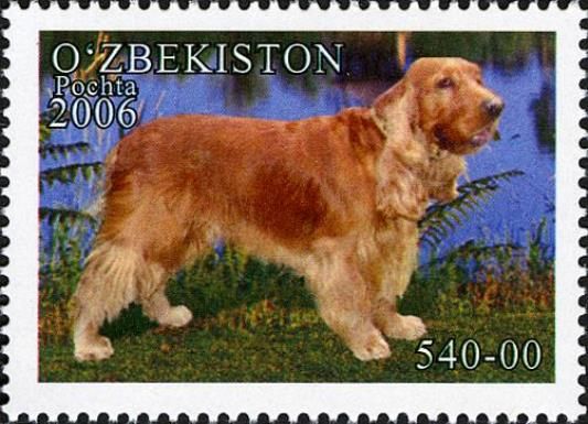 Cocker Spaniel (Canis lupus familiaris)