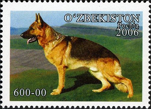 German Shepherd (Canis lupus familiaris)
