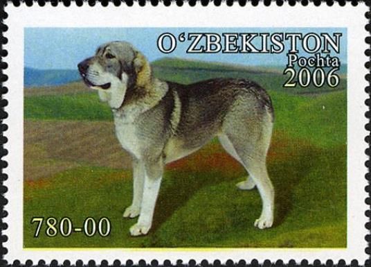 Asiatic Shepherd (Canis lupus familiaris)