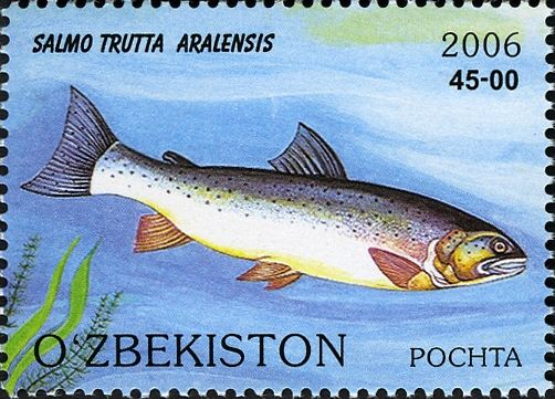 Aral Sea Trout (Salmo trutta aralensis)