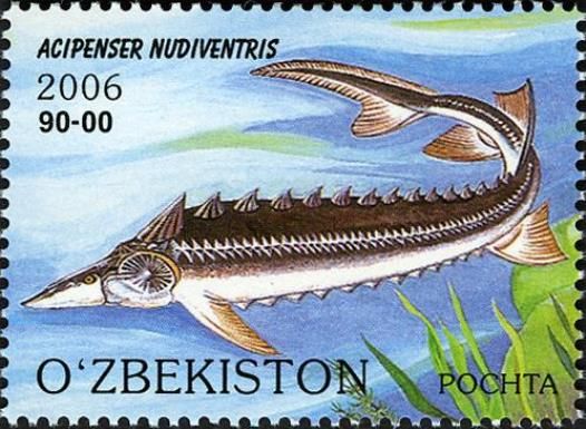 Bastard Sturgeon (Acipenser nudiventris)
