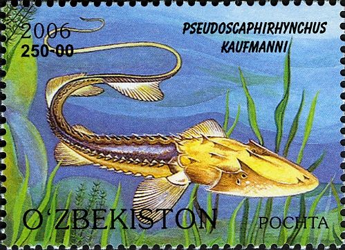 Amu Darya Shovelnose Sturgeon (Pseudoscaphirhynchus kaufmann