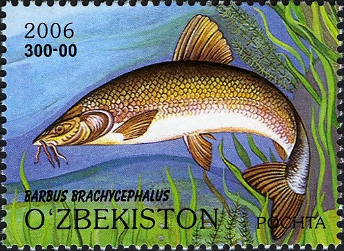Aral Barbel (Barbus brachycephalus)