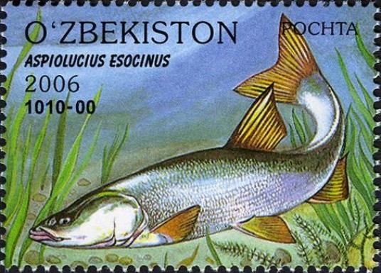 Pike Asp (Aspiolucius esocinus)