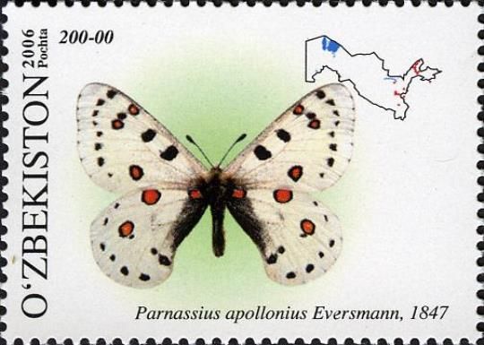 Eversmann's Apollo (Parnassius apollonius)