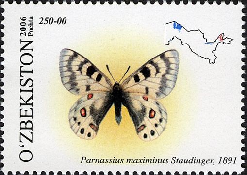 Apollo Butterfly (Parnassius maximinus)