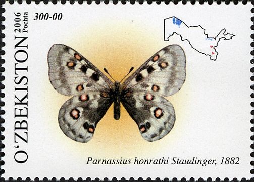 Honrath's Apollo (Parnassius honrathi)