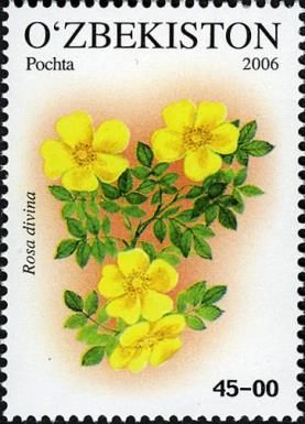Rosa divina