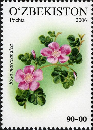 Rosa maracandica