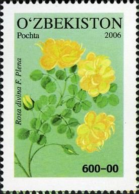 Rosa divina F. Plena