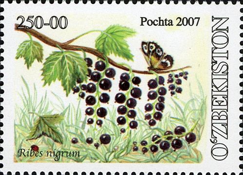 Blackcurrant (Ribes nigrum)