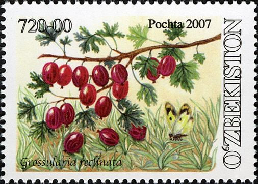Gooseberry (Grossularia rechnata)