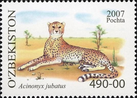 Cheetah (Acinonyx jubatus)