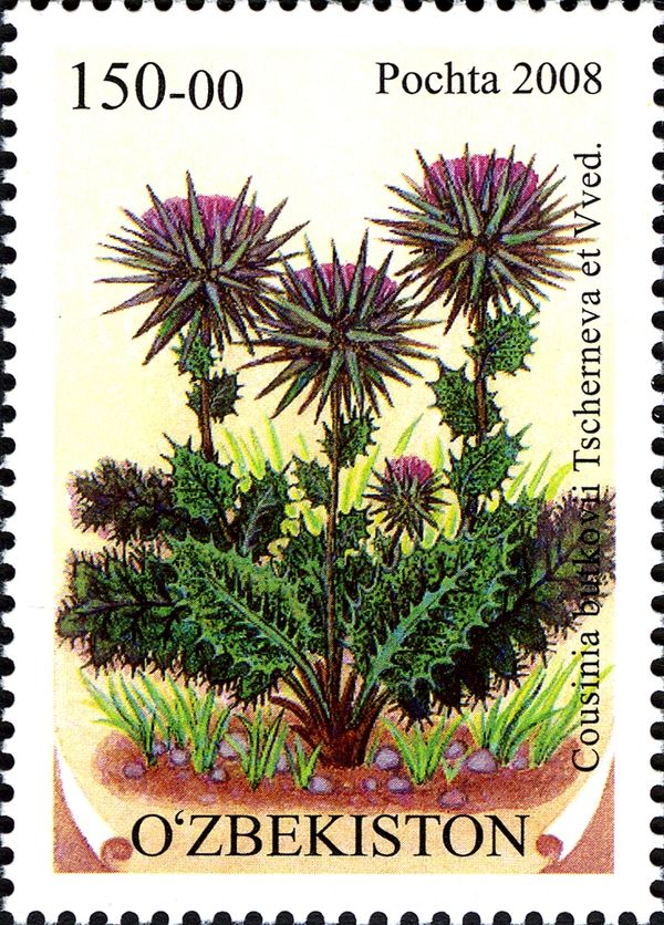 Cousinia butkovii Tscherneva et Vved