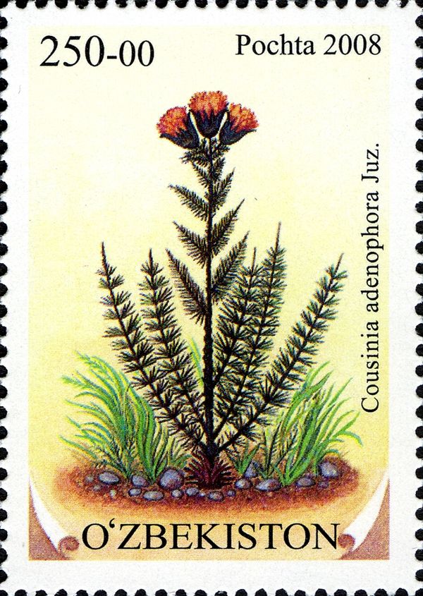 Cousinia adenophora Juz