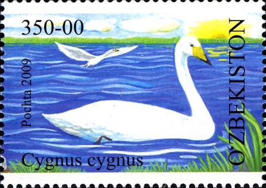 Whooper Swan (Cygnus cygnus)