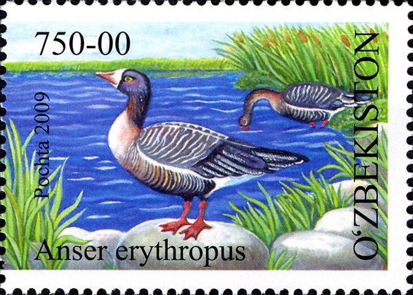 Lesser White-fronted Goose (Anser erythropus)