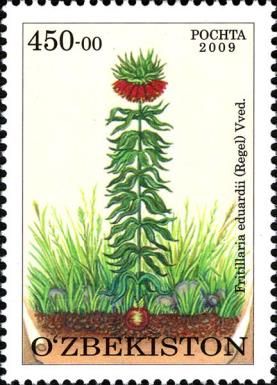 Fritillaria eduardii (Regel) Vved.