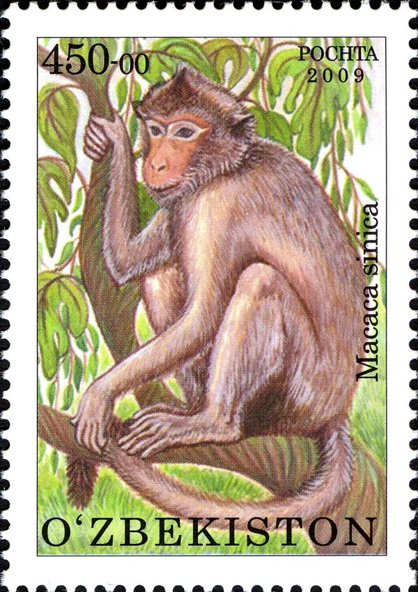 Toque Macaque (Macaca sinica)