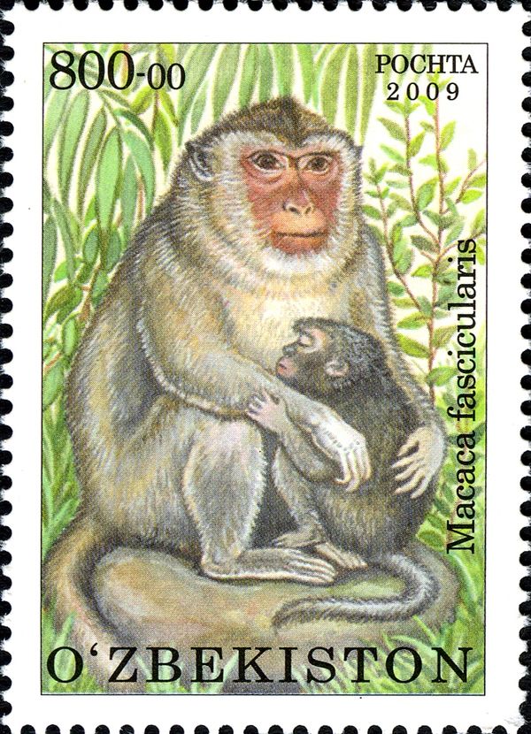 Crab-eating Macaque (Macaca fascicularis)