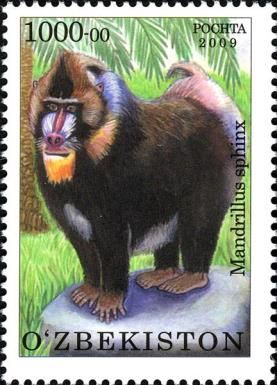 Mandrill (Mandrillus sphinx)