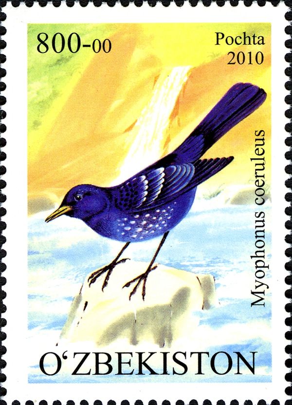 Blue Whistling-thrush (Myophonus caeruleus)