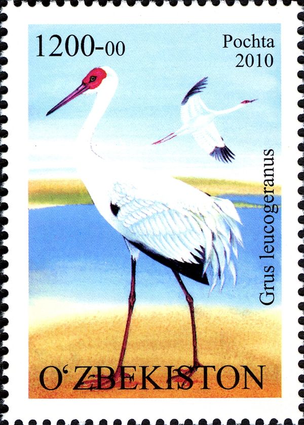 Siberian Crane (Grus leucogeranus)