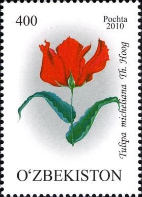 Tulipa biflorimis Vved