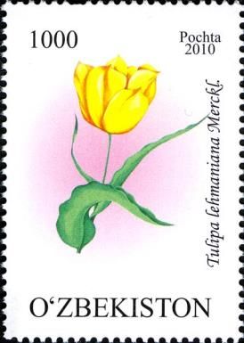 Tulipa lehmaniana Merckl