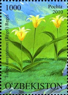 Tulipa dasystemon (Regel) Regel