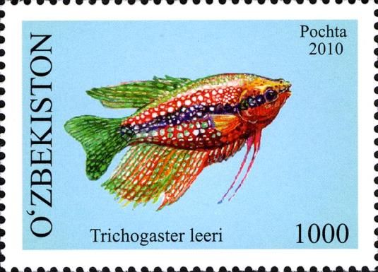 Pearl Gourami (Trichogaster leeri)