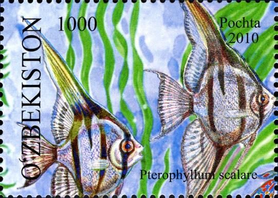 Freshwater Angelfish (Pterophyllum scalare)