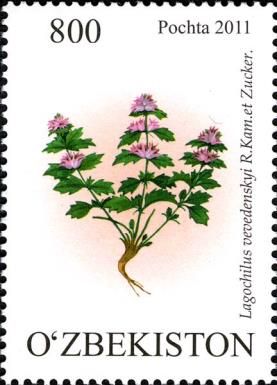 Lagochilus vevedenskyi R. Kamet Zuker
