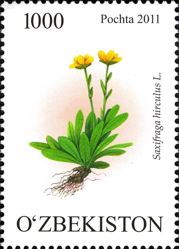 Saxifraga hirculus L