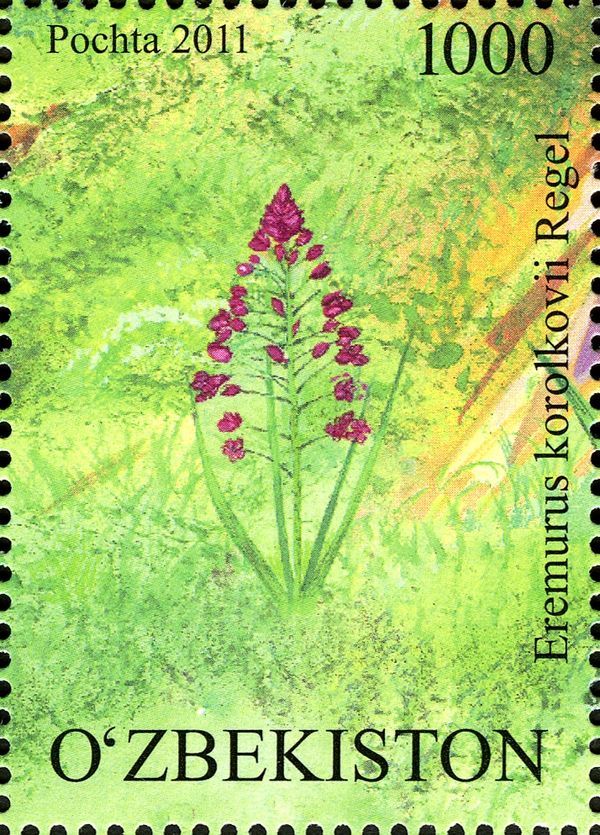 Eremurus korolkovii Regel