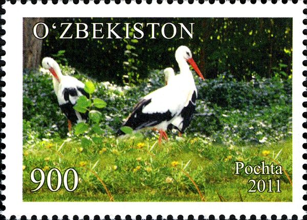 White Stork (Ciconia ciconia)