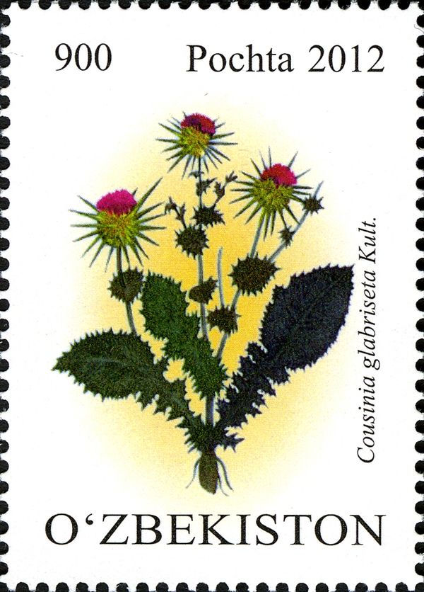 Cousinia glabriseta Kult