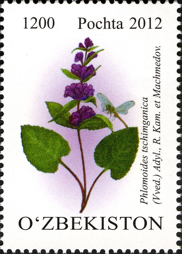 Phlomoides tschimganica