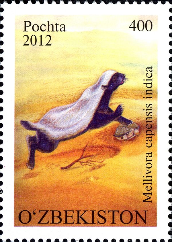 Indian Honey Badger (Mellivora capensis indica)