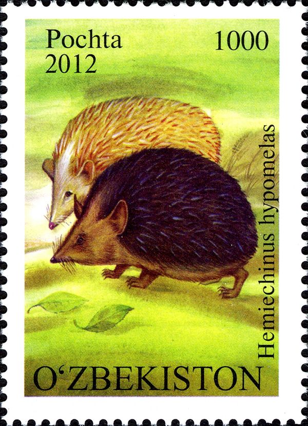 Brandt's Hedgehog (Hemiechinus hypomelas)