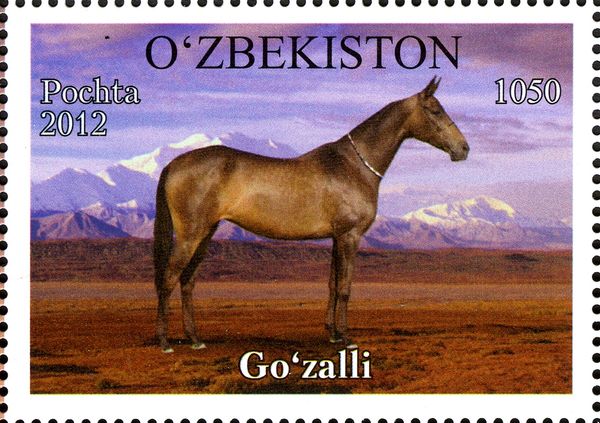 "Gozalli" (Equus ferus caballus)