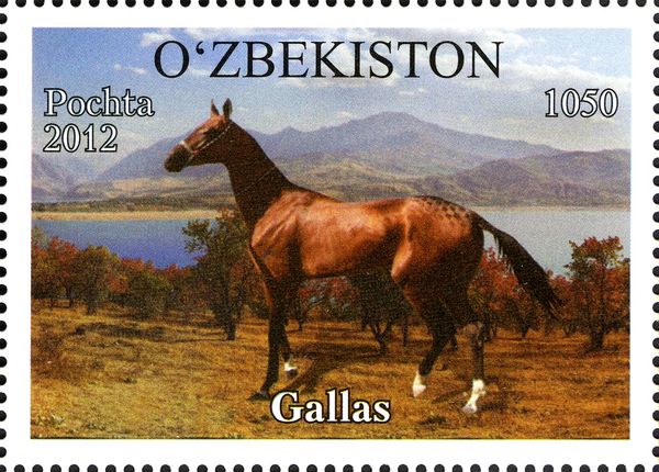"Gallas" (Equus ferus caballus)