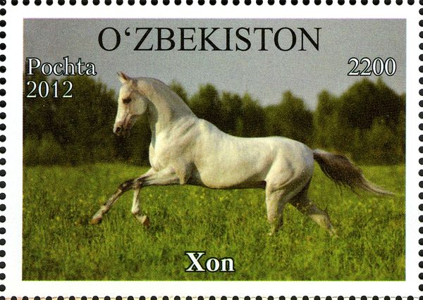 "Xon" (Equus ferus caballus)