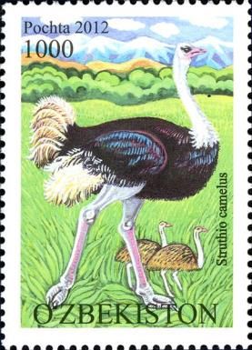 The Somali ostrich (Struthio molybdophanes)