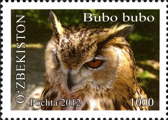 Eurasian Eagle-owl (Bubo bubo)