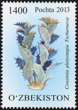 Cousinia platystegia Tscherneva