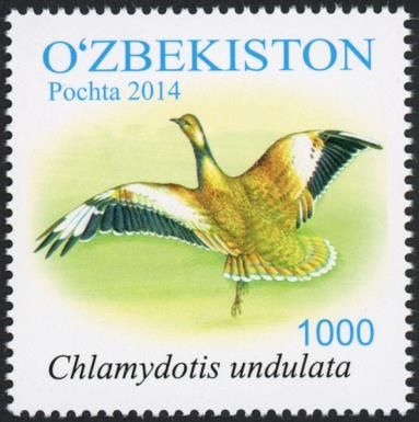 Houbara Bustard (Chlamydotis undulata)